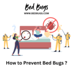 How to Prevent Bed Bugs ?