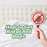 How to Get Rid of Bed Bugs