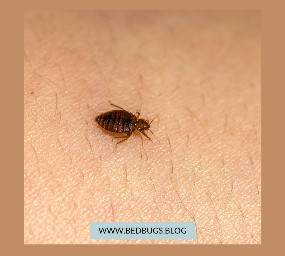 Bed Bug Infestation