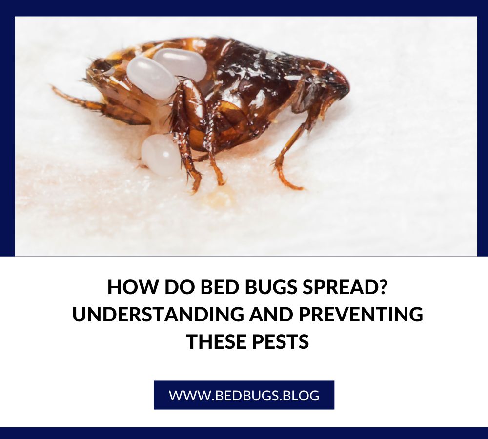 How Do Bed Bugs Spread