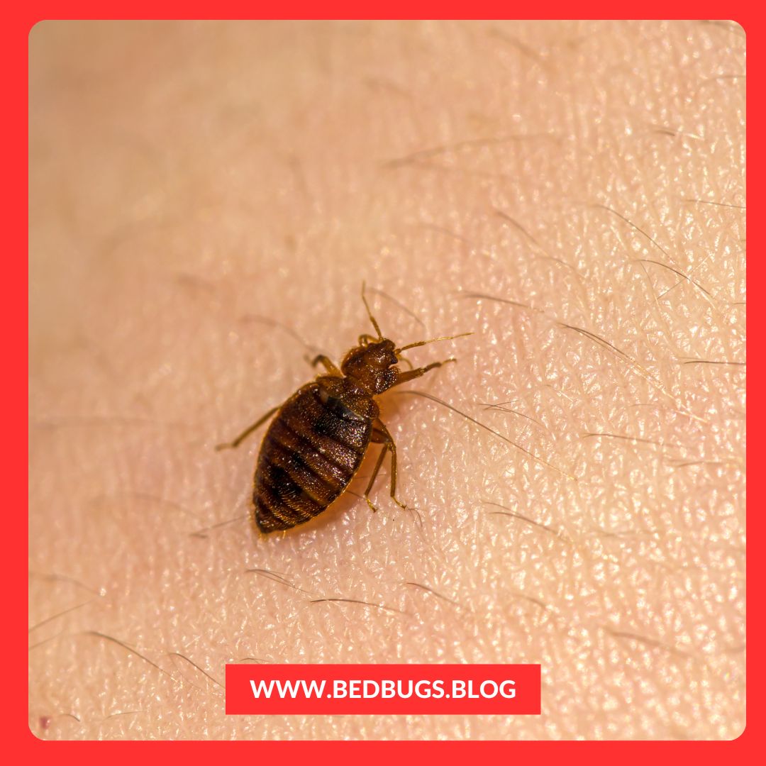 How Long Do Bed Bug Bites Last