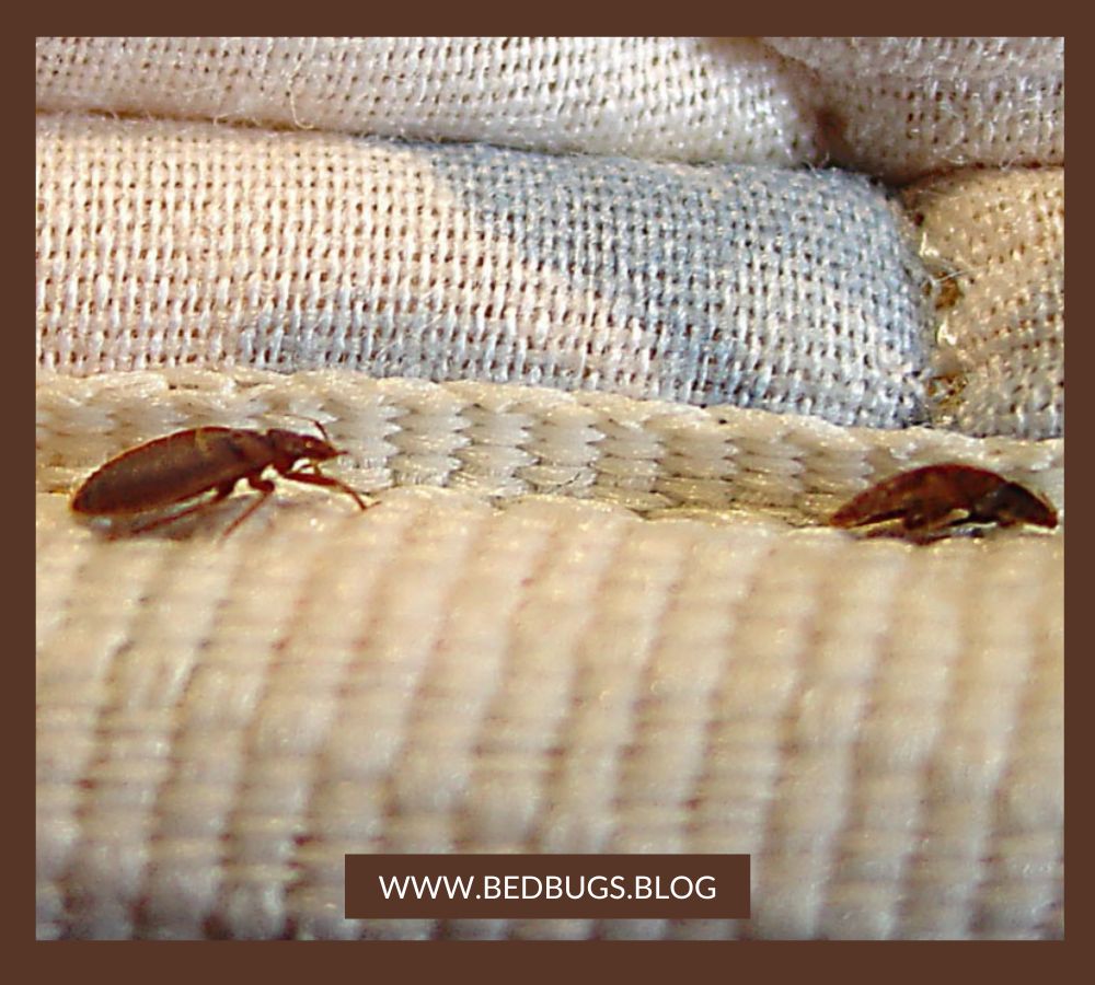 How to Check for Bed Bugs in a Hotel