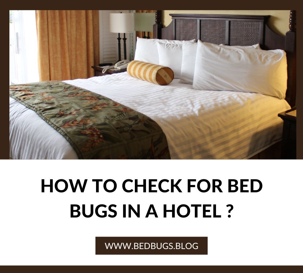 How to Check for Bed Bugs in a Hotel