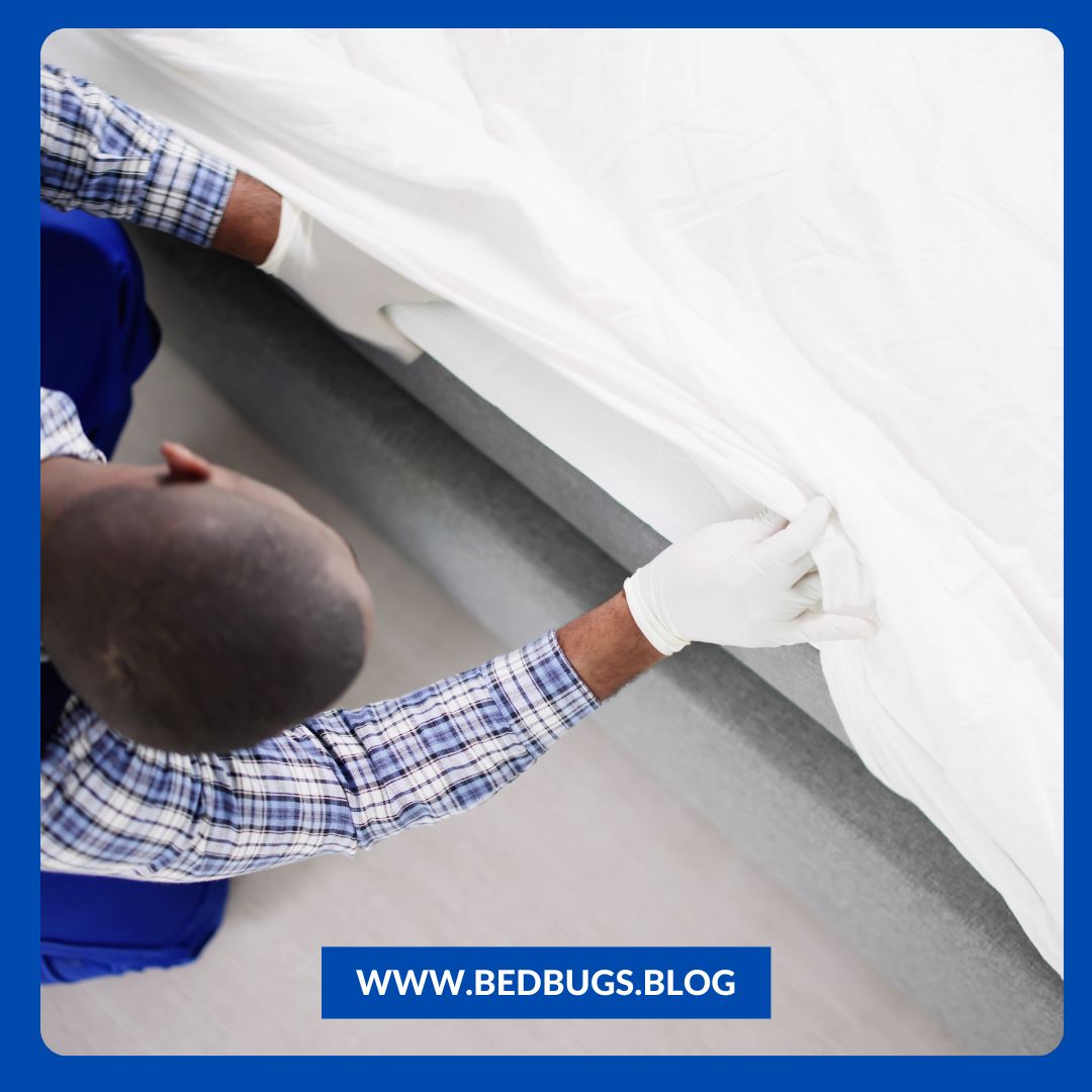 How to Get Rid of Bed Bug Bites Overnight ?