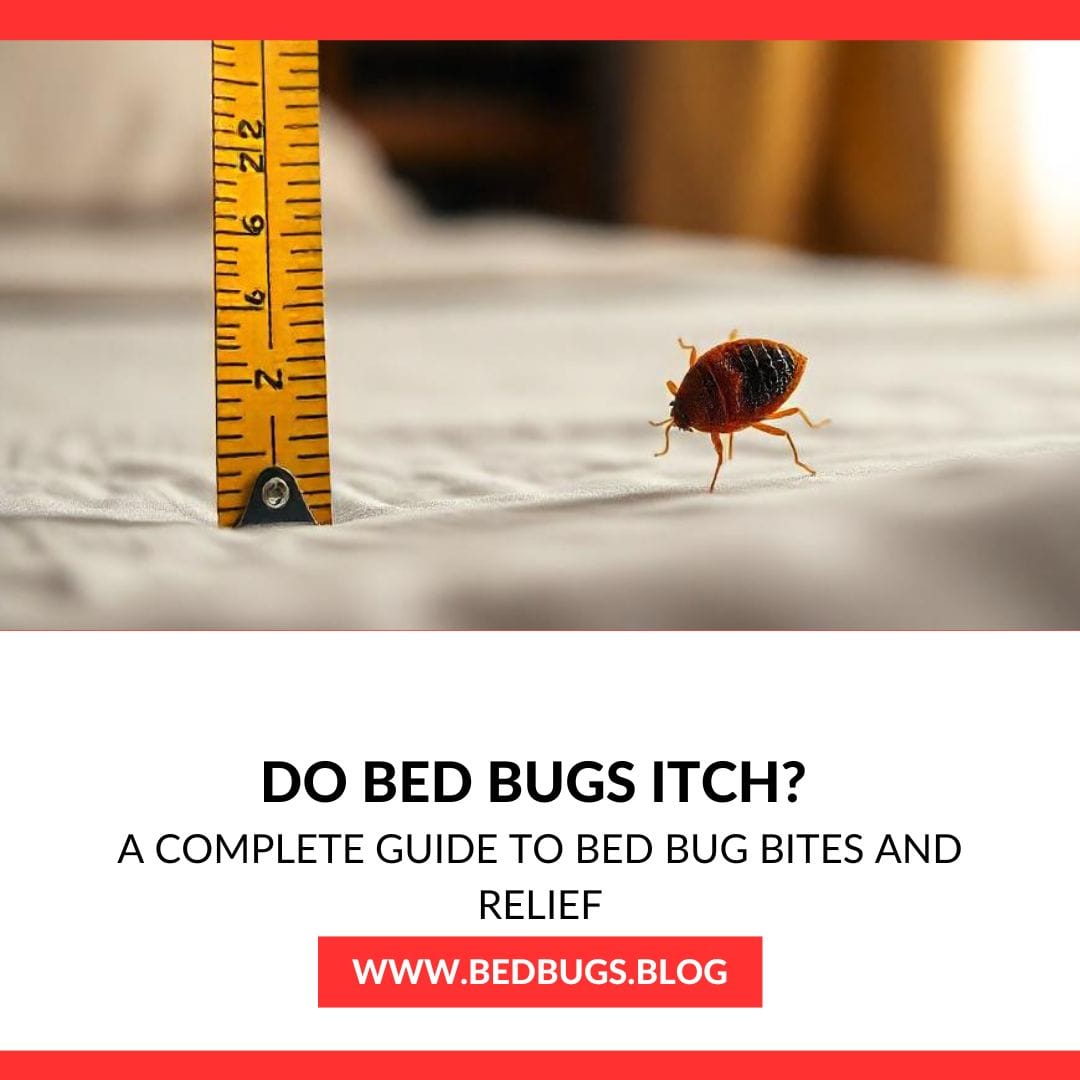 Do Bed Bugs Itch?