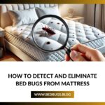 How to Detect and Eliminate Bed Bugs from Mattress