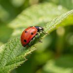 ladybug featured legs
